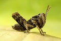 Juvenile Grasshopper