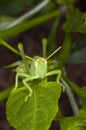 Juvenile Grasshopper on a leaf Royalty Free Stock Photo