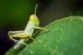 A juvenile grasshopper resting on a green grass leaf. Macro shot Royalty Free Stock Photo