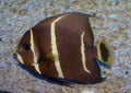 Juvenile Gray Angelfish Pomacanthus Paru Royalty Free Stock Photo