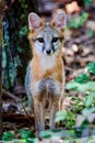 Juvenile Gray Fox Kit Urocyon cinereoargenteus in a forest staring at the camera