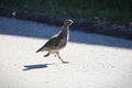 A juvenile Gray Partridge runs accross a driveway