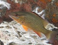 Juvenile Gray Snapper-Lutjanus griseus Royalty Free Stock Photo