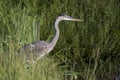 Juvenile Great Blue Heron bird close up, Georgia USA Royalty Free Stock Photo