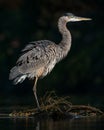 Juvenile Great Blue Heron