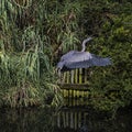 Juvenile Great Blue Heron Taking Flight Royalty Free Stock Photo