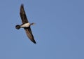 Juvenile Great Cormorant in flight Royalty Free Stock Photo