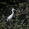 Juvenile Great Egret in the Pepper Vines