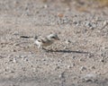 Juvenile Great grey shrike with a tiny beetle in the beak