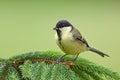 Juvenile great (parus major).