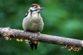 Juvenile Great Spotted Woodpecker on branch Royalty Free Stock Photo