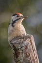 juvenile great spotted woodpecker portrait