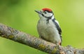 Juvenile Great Spotted Woodpecker Royalty Free Stock Photo