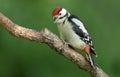 Juvenile Great Spotted Woodpecker Royalty Free Stock Photo