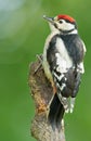 Juvenile Great Spotted Woodpecker Royalty Free Stock Photo