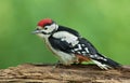 Juvenile Great Spotted Woodpecker Royalty Free Stock Photo