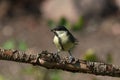 Juvenile great tit on a branch