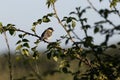 Juvenile Great Tit enjoying the spring sunshine Royalty Free Stock Photo