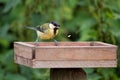 Juvenile Great Tit pecking at food on bird table.