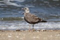 Juvenile Greater Black-backed Gull By The Ocean