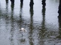 Juvenile Greater Flamingo Dancing in Pier Reflections Royalty Free Stock Photo