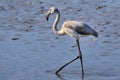 Juvenile greater flamingo hunting in shallow water