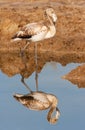 Juvenile Greater Flamingo