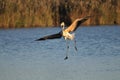 Juvenile greater flamingo landing clumsily