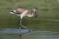 Juvenile of Greater Flamingo seen at waterbody near  Jamnagar,Gujarat,India Royalty Free Stock Photo