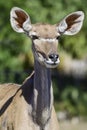 Juvenile Greater Kudu front closeup