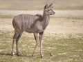 Juvenile greater kudu