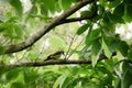 Juvenile Greater Pileated Woodpecker dryocopus lineatus spotted in tree trunk of forest woodland. A bird with red crest and Royalty Free Stock Photo