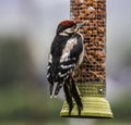 Juvenile Greater Spotted Woodpecker feeding in the rain