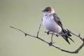 Juvenile Greater Striped Swallow sit on perch and wait