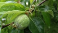 Juvenile green apple with waterdrops Royalty Free Stock Photo