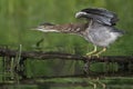 Juvenile Green Heron balancing on a branch overhanging the water Royalty Free Stock Photo