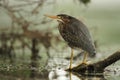 Juvenile Green Heron Perched on a Floating Log