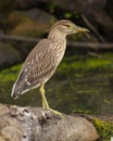 Juvenile green heron Royalty Free Stock Photo