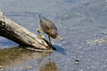 Juvenile Green Heron