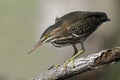 Juvenile Green Heron stalking its prey from a branch overhanging