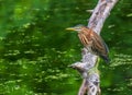 Juvenile green heron standing on a branch in the water