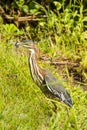 Juvenile Green Heron with Struggling Dragonfly