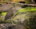 Juvenile green heron about to pounce