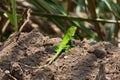 A Juvenile Green Iguana