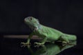 Juvenile Green iguana Iguana iguana isolated on black Royalty Free Stock Photo