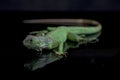 Juvenile Green iguana Iguana iguana isolated on black Royalty Free Stock Photo