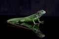 Juvenile Green iguana Iguana iguana isolated on black Royalty Free Stock Photo