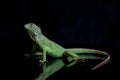 Juvenile Green iguana Iguana iguana isolated on black Royalty Free Stock Photo