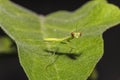 Juvenile green praying mantis, Mantis religiosa, holding tight to a leaf