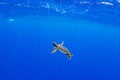 Juvenile Green Sea Turtle swimming free